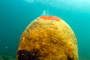 slides/_MG_2036-Edit.jpg Coral Sea Fans Rocks, Underwater _MG_2036-Edit