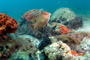 slides/_MG_2041-Edit.jpg Coral Sea Fans Rocks, Underwater, hogfish _MG_2041-Edit