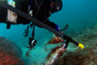 slides/_MG_2044-Edit.jpg Coral Sea Fans Rocks, TJ, Underwater, hogfish _MG_2044-Edit