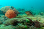 slides/_MG_2050-Edit.jpg Coral Sea Fans Rocks, Grouper, Underwater _MG_2050-Edit