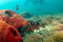 slides/_MG_2052-Edit.jpg Coral Sea Fans Rocks, Grouper, Underwater _MG_2052-Edit