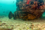 slides/_MG_2061-Edit.jpg Coral Sea Fans Rocks, Goliath Grouper, Underwater _MG_2061-Edit