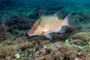 slides/_MG_2087-Edit.jpg Coral Sea Fans Rocks, Underwater, hogfish _MG_2087-Edit