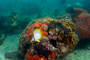 slides/_MG_2089-Edit.jpg Butterflyfish, Coral Sea Fans Rocks, Underwater _MG_2089-Edit