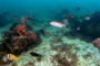 slides/_MG_2090-Edit.jpg Coral Sea Fans Rocks, Porkfish, Sheepshead, Snapper, Underwater, grey Angel _MG_2090-Edit