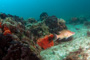 slides/_MG_2091-Edit.jpg Coral Sea Fans Rocks, Underwater, hogfish _MG_2091-Edit