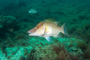 slides/_MG_2092-Edit.jpg Coral Sea Fans Rocks, Green Moray, Underwater _MG_2092-Edit