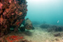 slides/_MG_2102-Edit.jpg Coral Sea Fans Rocks, Goliath Grouper, Underwater _MG_2102-Edit