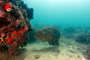 slides/_MG_2103-Edit.jpg Coral Sea Fans Rocks, Goliath Grouper, Underwater _MG_2103-Edit