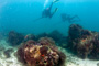 slides/_MG_2117-Edit.jpg Coral Sea Fans Rocks, Debbie, TJ, Underwater _MG_2117-Edit