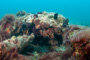 slides/_MG_2130-Edit.jpg Coral Sea Fans Rocks, Puffer, Underwater _MG_2130-Edit