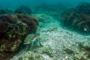 slides/_MG_2135-Edit.jpg Coral Sea Fans Rocks, Turtle, Underwater _MG_2135-Edit