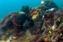 slides/_MG_2144-Edit.jpg Butterflyfish, Coral Sea Fans Rocks, Porkfish, Underwater, grey Angel _MG_2144-Edit