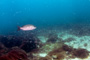 slides/_MG_2151-Edit.jpg Coral Sea Fans Rocks, Snapper, Underwater _MG_2151-Edit