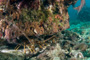 slides/_MG_2159-Edit.jpg Coral Sea Fans Rocks, Lobster, Underwater _MG_2159-Edit