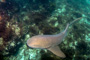 slides/_MG_2167-Edit.jpg Coral Sea Fans Rocks, Nurse Shark, Underwater _MG_2167-Edit