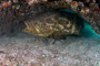 slides/_MG_2172-Edit.jpg Coral Sea Fans Rocks, Goliath Grouper, Underwater _MG_2172-Edit