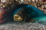 slides/_MG_2178-Edit.jpg Coral Sea Fans Rocks, Goliath Grouper, Underwater _MG_2178-Edit