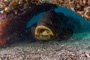 slides/_MG_2179-Edit.jpg Coral Sea Fans Rocks, Goliath Grouper, Underwater _MG_2179-Edit