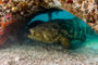 slides/_MG_2187-Edit.jpg Coral Sea Fans Rocks, Goliath Grouper, Underwater _MG_2187-Edit