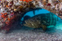 slides/_MG_2189-Edit.jpg Coral Sea Fans Rocks, Goliath Grouper, Underwater _MG_2189-Edit