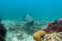 slides/_MG_2195-Edit.jpg Coral Sea Fans Rocks, Nurse Shark, Underwater _MG_2195-Edit