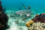 slides/_MG_2196-Edit.jpg Coral Sea Fans Rocks, Nurse Shark, Underwater _MG_2196-Edit