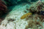 slides/_MG_2202-Edit.jpg Coral Sea Fans Rocks, Sea Cucumber, Underwater _MG_2202-Edit