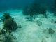 slides/IMG_2205.jpg Coral Sea Fans Rocks, Grouper, Underwater IMG_2205