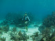 slides/IMG_2220.jpg Coral Sea Fans Rocks, Lauren, Underwater IMG_2220