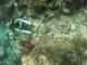 slides/IMG_2226.jpg Coral Sea Fans Rocks, Lauren, Underwater, grey Angel IMG_2226