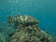 slides/IMG_2244.jpg Coral Sea Fans Rocks, Goliath Grouper, Underwater IMG_2244