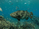 slides/IMG_2245.jpg Coral Sea Fans Rocks, Goliath Grouper, Underwater IMG_2245