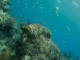 slides/IMG_2247.jpg Coral Sea Fans Rocks, Goliath Grouper, Underwater IMG_2247