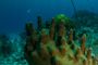 slides/IMG_4250.jpg Coral Sea Fans Rocks, Pillar Coral, Underwater IMG_4250