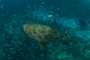 slides/IMG_4279.jpg Coral Sea Fans Rocks, Goliath Grouper, Underwater IMG_4279