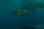 slides/IMG_4287.jpg Coral Sea Fans Rocks, Goliath Grouper, Underwater IMG_4287