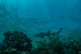 slides/IMG_4336.jpg Coral Sea Fans Rocks, Nurse Shark, Underwater IMG_4336