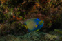slides/IMG_4380.jpg Angelfish, Coral Sea Fans Rocks, Queen Angel, Underwater IMG_4380