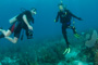 slides/IMG_4583.jpg Coral Sea Fans Rocks, Erik, Lauren, Underwater IMG_4583