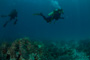 slides/IMG_4606.jpg Coral Sea Fans Rocks, Erik, Lauren, Underwater IMG_4606
