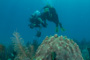 slides/IMG_4617.jpg Coral Sea Fans Rocks, Erik, Lauren, Underwater IMG_4617