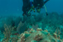 slides/IMG_4621.jpg Coral Sea Fans Rocks, Erik, Lauren, Underwater IMG_4621