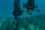 slides/IMG_4624.jpg Coral Sea Fans Rocks, Erik, Lauren, Underwater IMG_4624