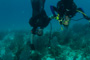 slides/IMG_4625.jpg Coral Sea Fans Rocks, Erik, Lauren, Underwater IMG_4625