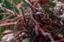 slides/IMG_4704-Edit.jpg Coral Sea Fans Rocks, Underwater IMG_4704-Edit