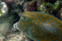 slides/IMG_4719-Edit.jpg Coral Sea Fans Rocks, Filefish, Underwater IMG_4719-Edit