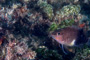 slides/IMG_4731-Edit.jpg Belted Sandfish, Coral Sea Fans Rocks, Underwater IMG_4731-Edit