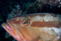 slides/IMG_4762-Edit.jpg Coral Sea Fans Rocks, Grouper, Underwater, eye IMG_4762-Edit