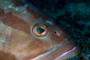 slides/IMG_4764-Edit.jpg Coral Sea Fans Rocks, Grouper, Underwater, eye IMG_4764-Edit